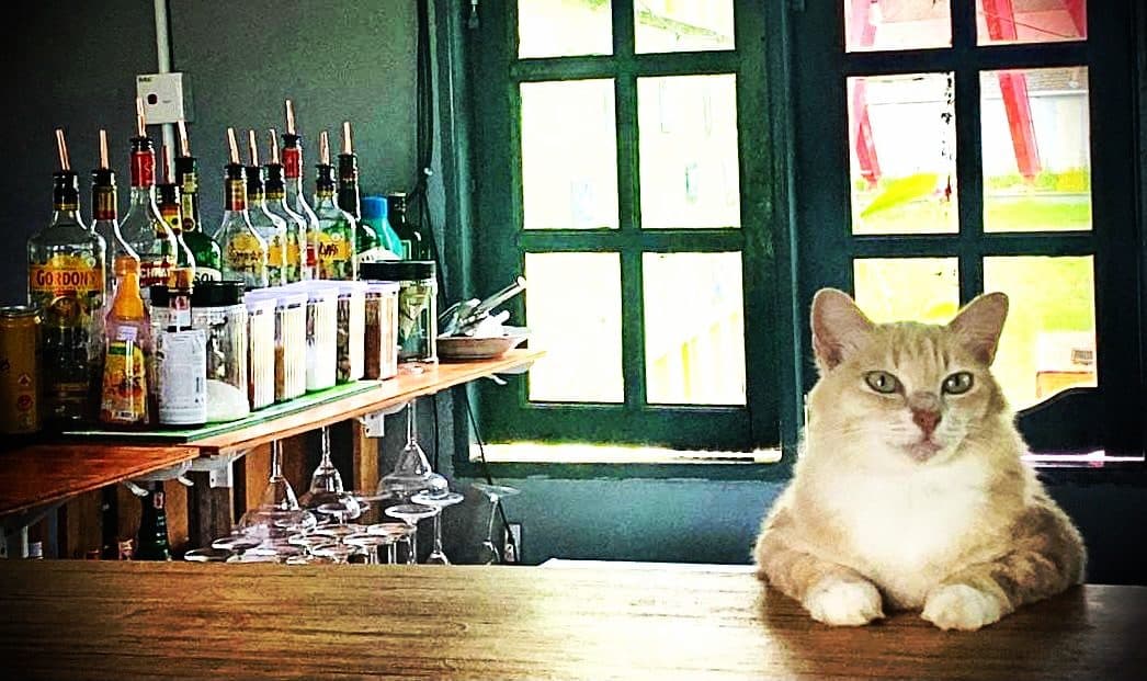 The resident cat holding down the back bar, under the window